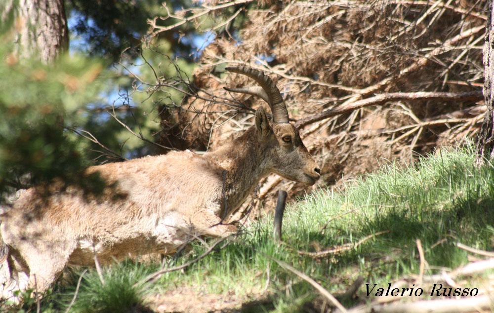 incontri ravvicinati in Sierra Nevada (Capra pyrenaica)